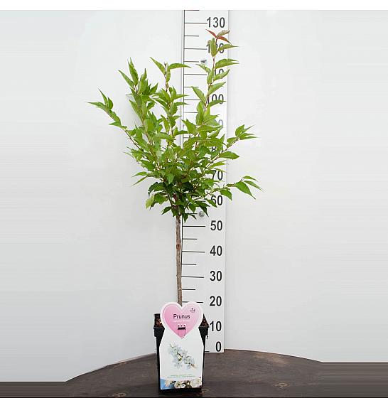 Prunus nipponica Brillant C5 Lit. Na stabljici 50 cm