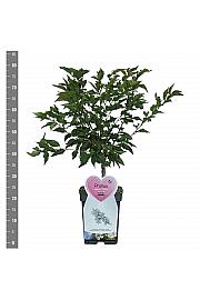 Prunus nipponica Brillant C5 Lit. 60-80 cm