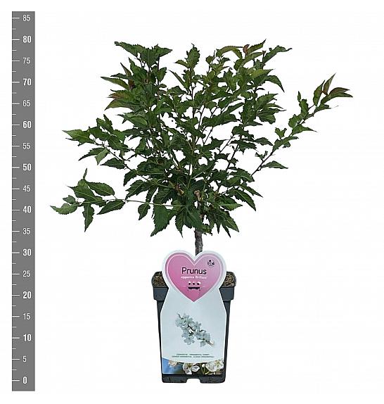 Prunus nipponica Brillant C5 Lit. 60-80 cm