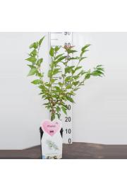 Prunus nipponica Brillant C5 Lit. 60-80 cm
