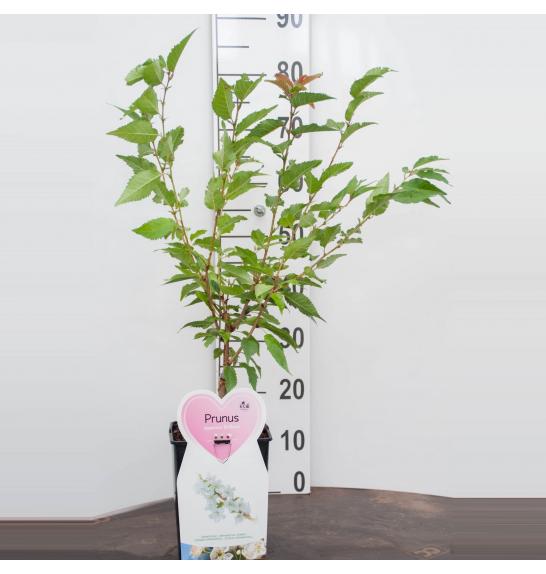 Prunus nipponica Brillant C5 Lit. 60-80 cm