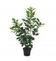 Prunus laurocerasus Novita C10 Lit. 100-120 cm