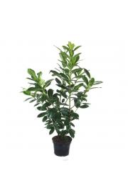 Prunus laurocerasus Novita C10 Lit. 100-120 cm