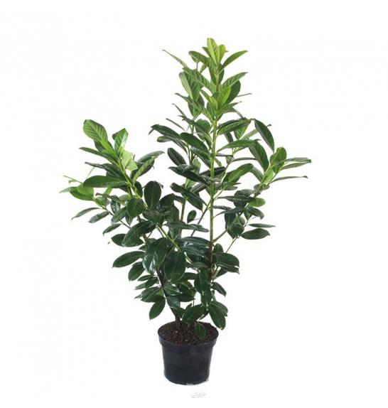 Prunus laurocerasus Novita C10 Lit. 100-120 cm