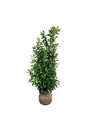 Prunus laurocerasus Nova bala 175-200 cm dodatno
