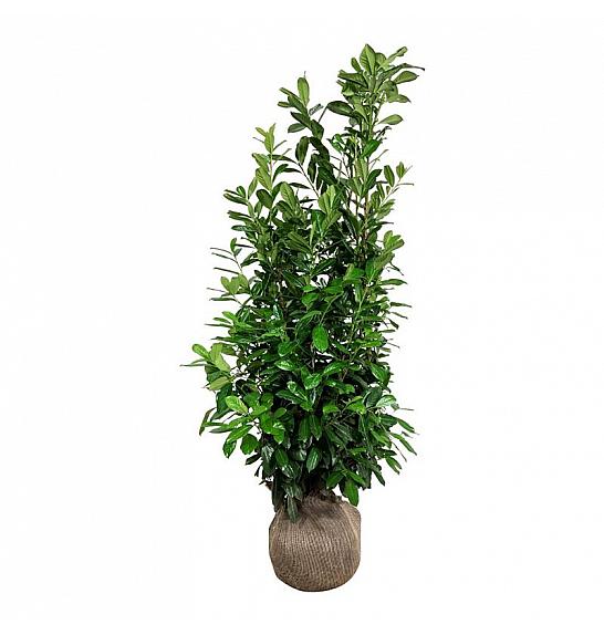 Prunus laurocerasus Nova bala 175-200 cm dodatno