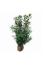 Prunus laurocerasus Nova bala 125-150 cm