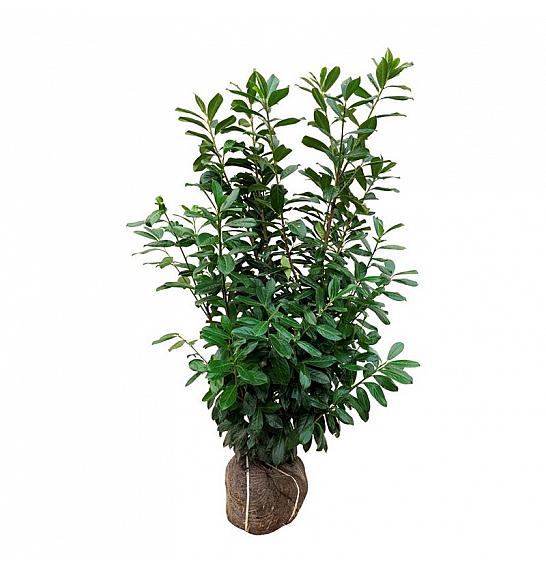 Prunus laurocerasus Nova bala 125-150 cm