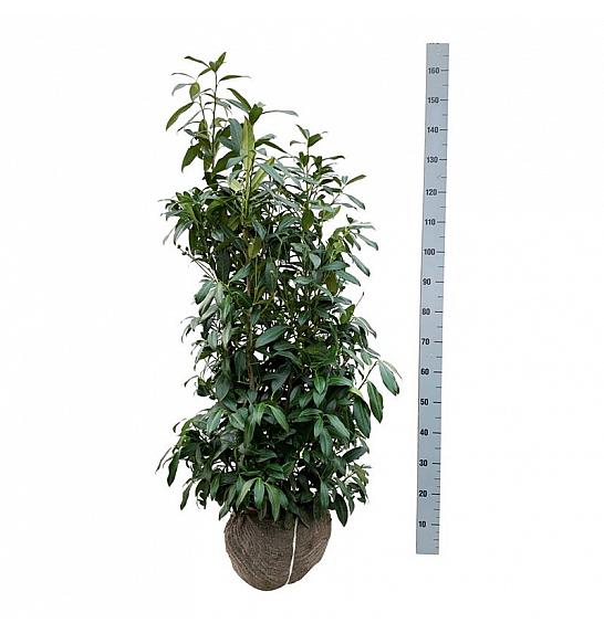 Prunus laurocerasus Herbergii bala 100-125 cm extra