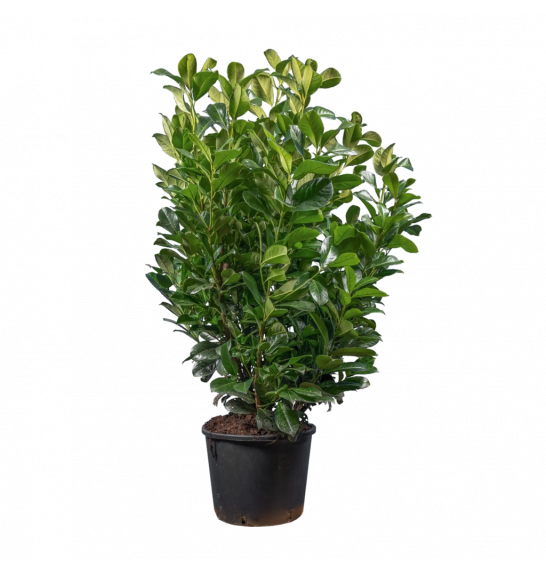 Prunus laurocerasus Etna C4 Lit. 80-100 cm