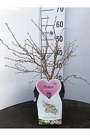 Prunus incisa Koju no mai C5 Lit. 60-80 cm