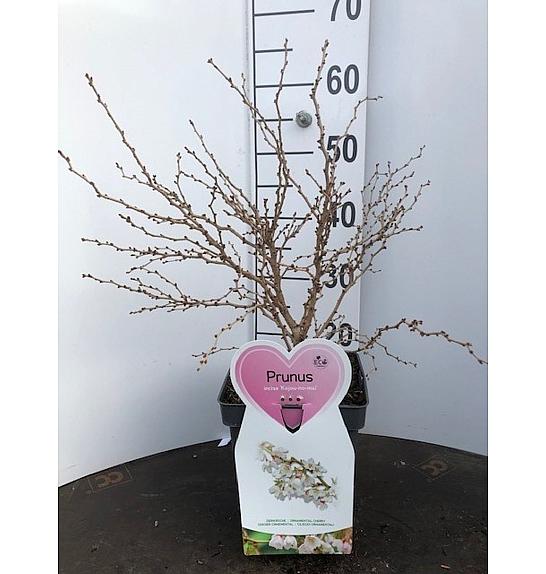 Prunus incisa Koju no mai C5 Lit. 60-80 cm