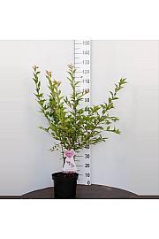 Prunus incisa Cunera C7,5 Lit. 80-100 cm