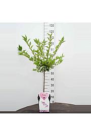 Prunus incisa Cunera C5 Lit. 80-100 cm Na stabljici od 50 cm