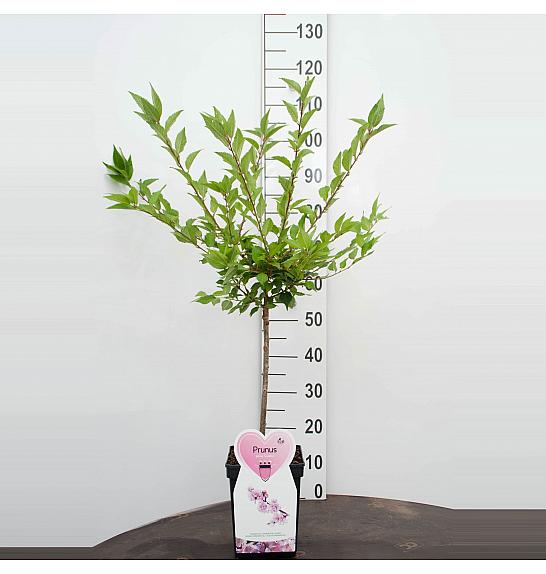 Prunus incisa Cunera C5 Lit. 80-100 cm Na stabljici od 50 cm