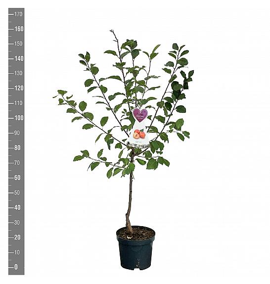 Prunus domestica Victoria C7,5 Lit. 125-150 cm
