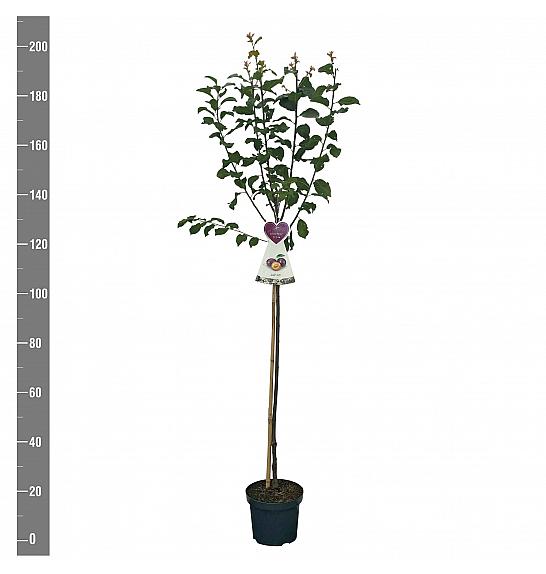 Prunus domestica The Czar C7,5 Lit. 175-200 cm Na steblu 100 cm