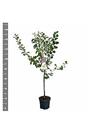 Prunus domestica Reine Claude Verte C7,5 Lit. 125-150 cm