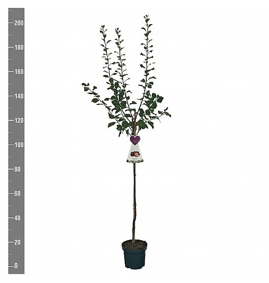 Prunus domestica Reine Claude dAlthan C7,5 Lit. 175-200 cm Na steblu 100 cm