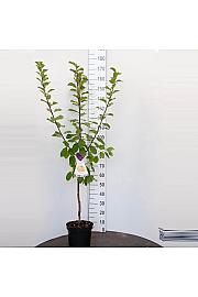 Prunus domestica Reine Claude dAlthan C7,5 Lit. 125-150 cm