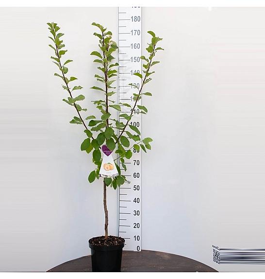 Prunus domestica Reine Claude dAlthan C7,5 Lit. 125-150 cm