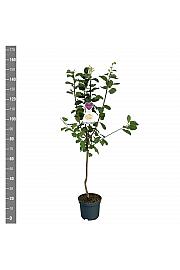 Prunus domestica Reine Claude dOullins C7,5 Lit. 125-150 cm