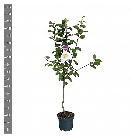 Prunus domestica Reine Claude dOullins C7,5 Lit. 125-150 cm