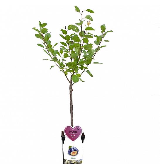 Prunus domestica President C5 Lit. 80-100 cm Patio
