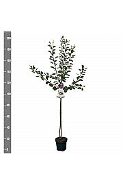 Prunus domestica Opal C7,5 Lit. 175-200 cm Na steblu 100 cm