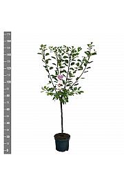 Prunus domestica Opal C7,5 Lit. 125-150 cm