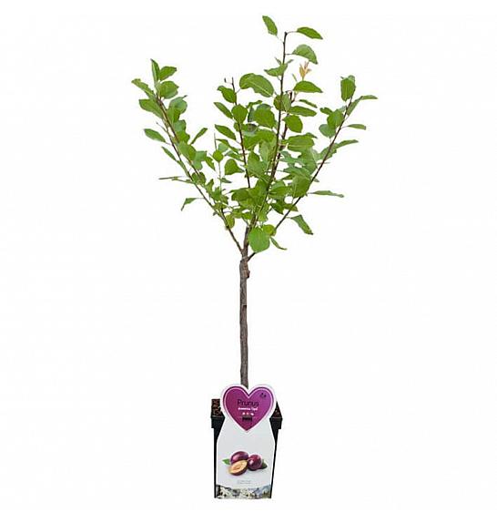 Prunus domestica Opal C5 Lit. 80-100 cm Patio