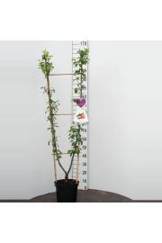 Prunus domestica Opal - Victoria C7,5 Lit. 150-175 cm Duo (35386)
