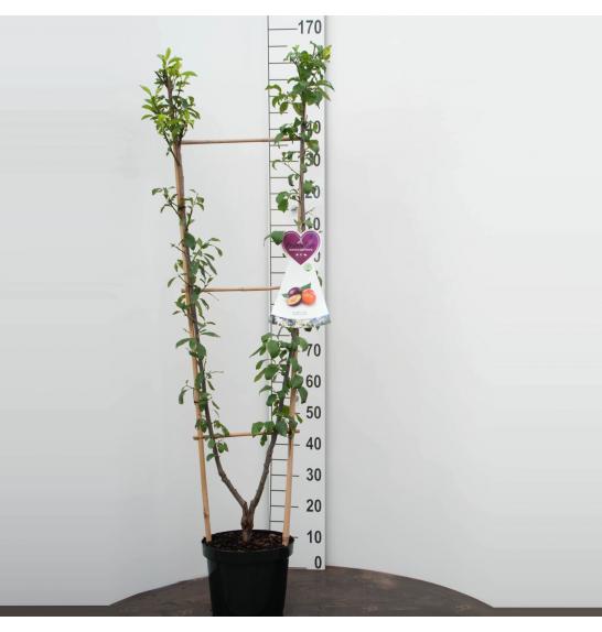 Prunus domestica Opal - Victoria C7,5 Lit. 150-175 cm Duo (35386)