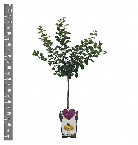 Prunus domestica Mirabelle de Nancy C5 Lit. 80-100 cm Patio