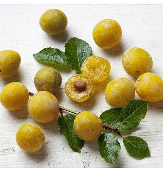 VE-BO FRUIT Prunus domestica Mirabelle - Mini