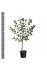 Prunus domestica Jubileum C7,5 Lit. 125-150 cm