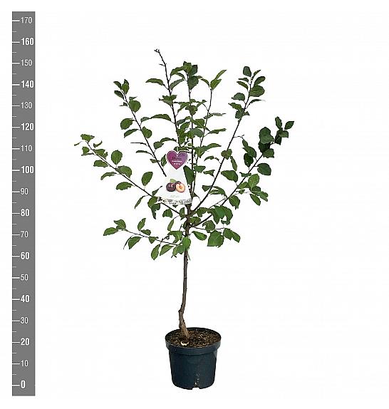 Prunus domestica Jubileum C7,5 Lit. 125-150 cm