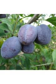 Prunus domestica Hauszwetsche C5 Lit. 80-100 cm