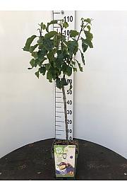Prunus domestica Hauszwetsche C5 Lit. 80-100 cm BIO (55684)
