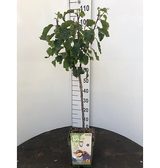 Prunus domestica Hauszwetsche C5 Lit. 80-100 cm BIO (55684)