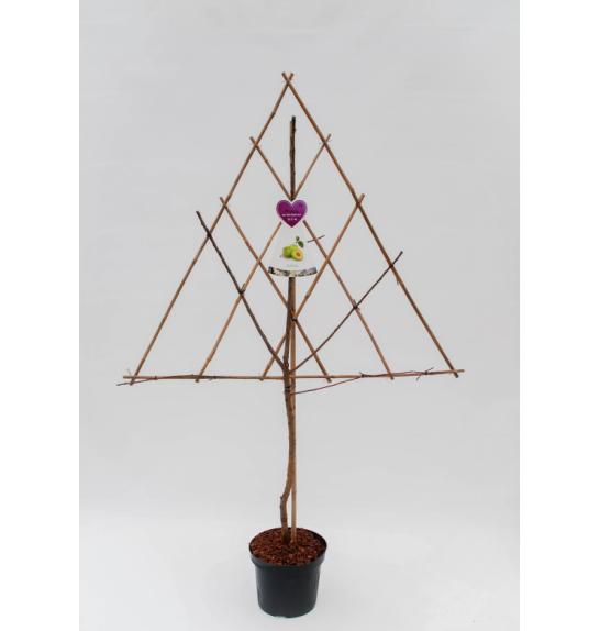 Prunus domestica C7,5 Lit. 150-175 cm Špalir