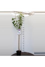 Prunus domestica Aprimira C7,5 Lit. 175-200 cm Na steblu 100 cm (108164)