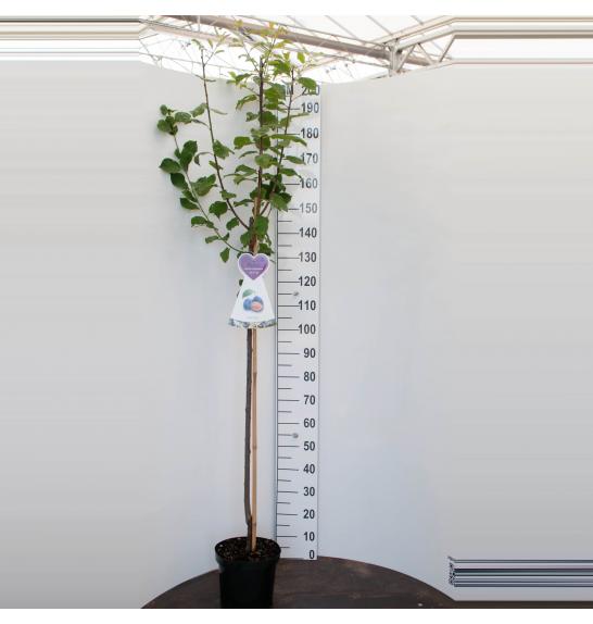 Prunus domestica Aprimira C7,5 Lit. 175-200 cm Na steblu 100 cm (108164)
