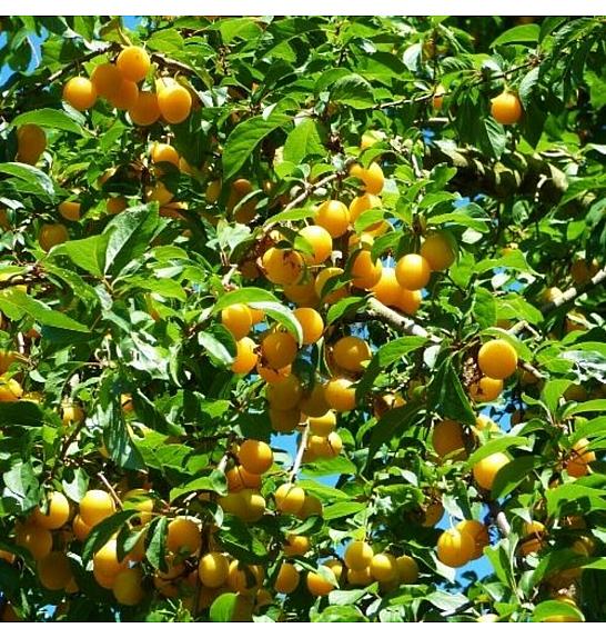 Prunus domestica Mirabello C5 Lit. 60-80 cm Na stabljici