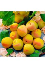 Prunus domestica Cosamira C5 Lit. 60-80 cm Stebričasta