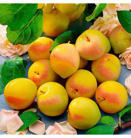 Prunus domestica Cosamira C5 Lit. 60-80 cm Stebričasta