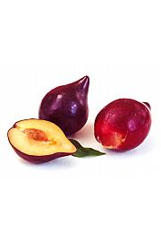 Prunus domestica Black Shark C5 Lit. 60-80 cm Na steblu