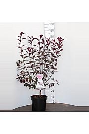 Prunus cistena C7.5 Lit. 80-100 cm