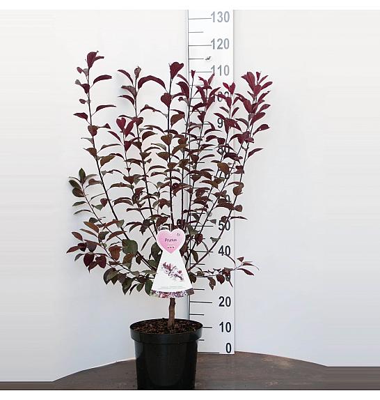Prunus cistena C7.5 Lit. 80-100 cm