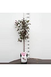 Prunus cistena C5 Lit. Na stabljici 50 cm